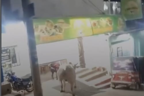 Toro se escapa y desata momentos de tensión en Totonicapán