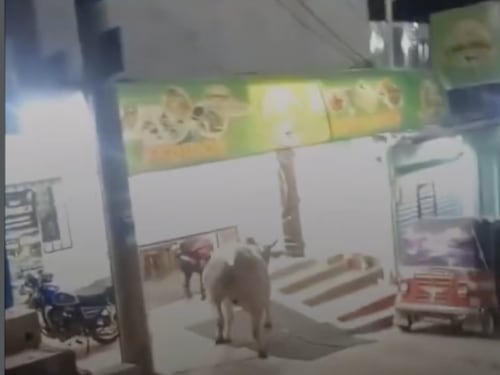 Toro se escapa y desata momentos de tensión en Totonicapán