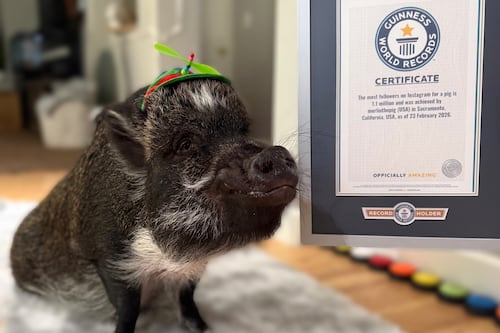 Merlin: El cerdo con el récord Guinness por superar el millón de seguidores en Instagram