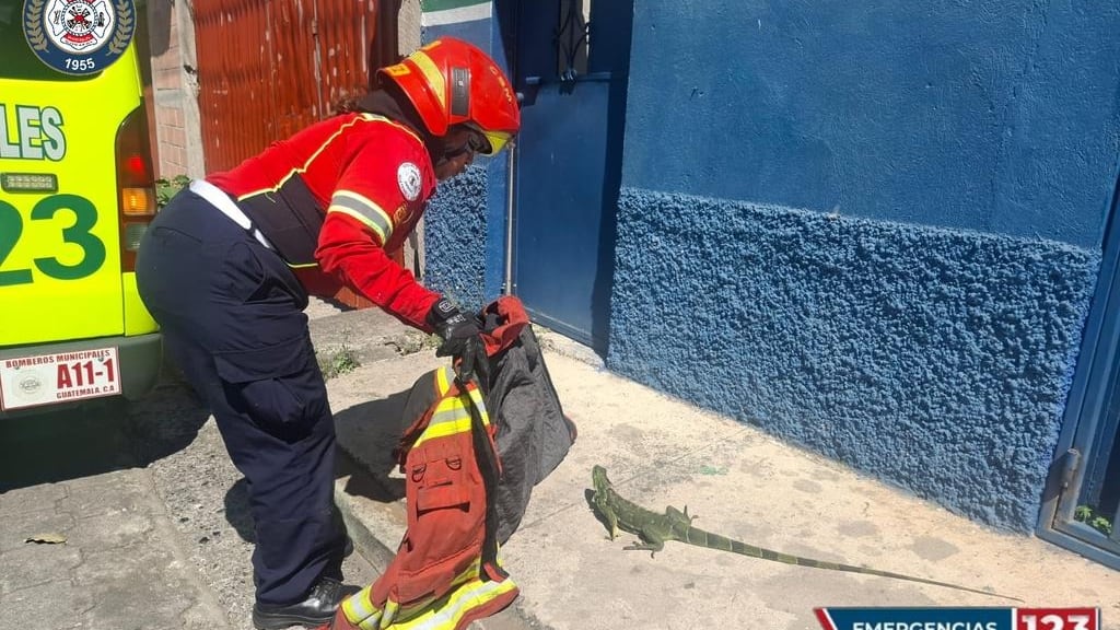 El reptil fue puesto a resguardo del CONAP. Foto: CBM