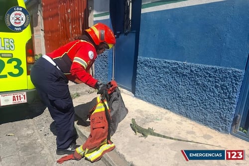 Bomberos Municipales capturan iguana localizada en vía pública del km 10 de la ruta al Atlántico
