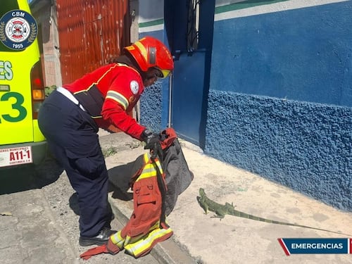Bomberos Municipales capturan iguana localizada en vía pública del km 10 de la ruta al Atlántico