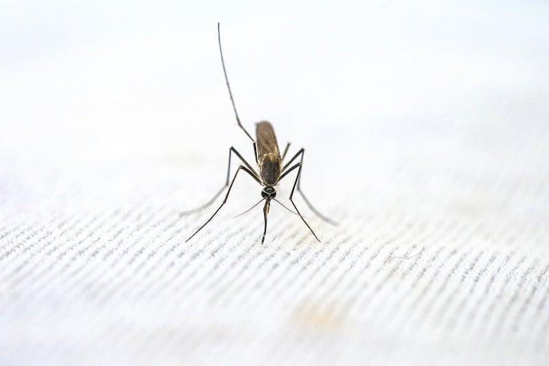 Aedes aegypti