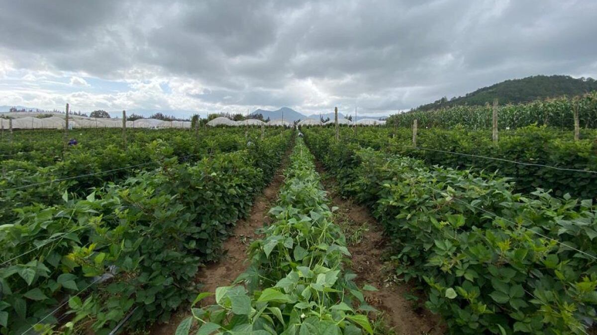 Hay riesgo de daños en siembras debido a la lluvia.