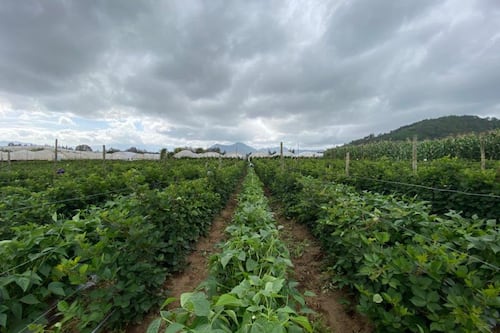 Lluvia provoca riesgo de pérdidas en diversos cultivos en 9 departamentos