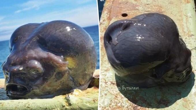 Pez con forma de cabeza de alíen: El impactante descubrimiento de un pescador