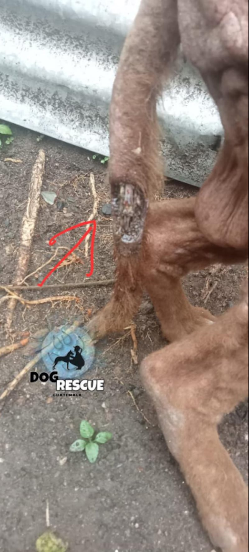 Comunidad en Amatitlán solicita apoyo para auxiliar a perrito