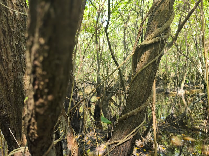 Manglar en Iztapa. Foto: Kenneth Monzón