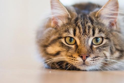 Alertan por aumento de casos de panleucopenia felina, un virus altamente mortal