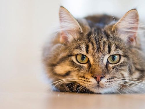 Alertan por aumento de casos de panleucopenia felina, un virus altamente mortal