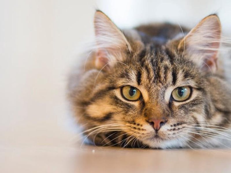 Alertan por aumento de casos de panleucopenia felina, un virus altamente mortal