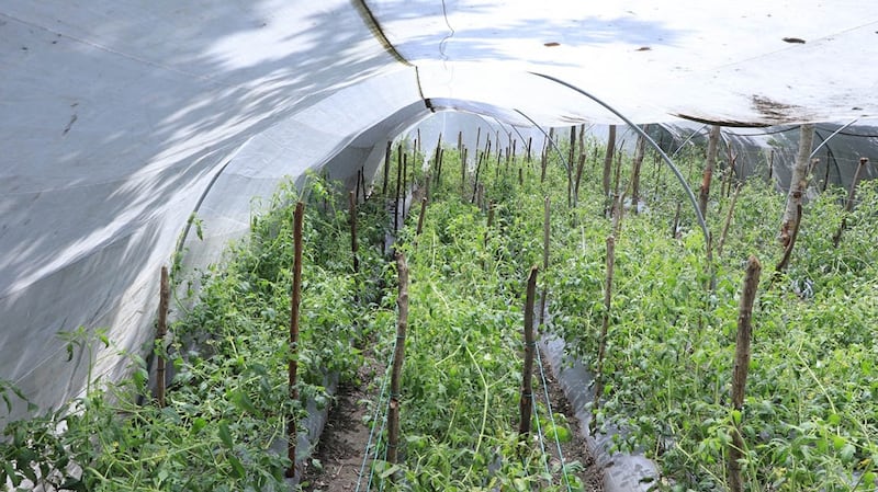 Los cultivos podrían verse afectados. Foto: MAGA