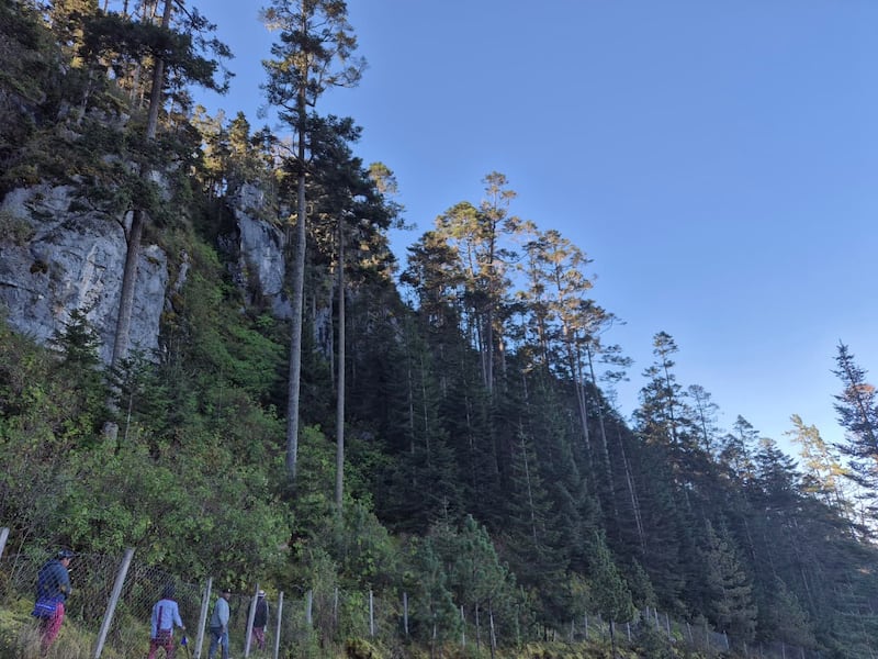 El pinabete es parte de la biodiversidad del país que es un pilar fundamental para la adaptación al cambio climático. Foto: Roxana Tocay