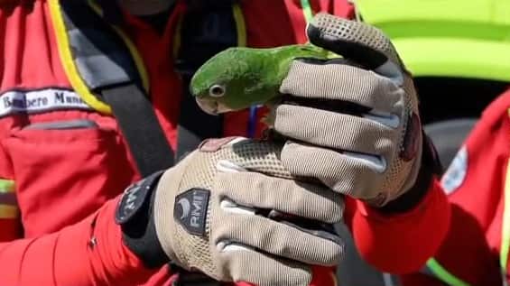 El ave silvestre fue liberado por los cuerpos de socorro. Foto: CBM