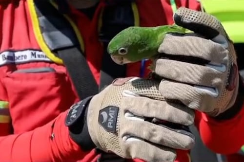Bomberos Municipales rescatan a loro silvestre atrapado en árbol en la zona 11