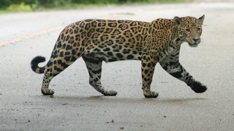(Foto: Parque Nacional Tikal/EsdrasGarcía)
