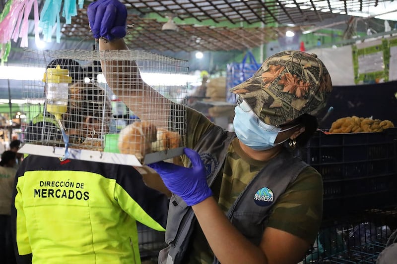 Una pareja de hámsteres son rescatados y resguardados por CONAP. Foto: MAGA