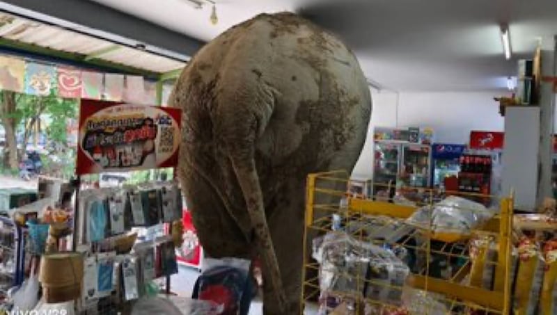 ¡Ni ladrón ni violento! Un elefante entró a una tienda en Tailandia, se llevó unas galletas de arroz y se fue tranquilamente.
Sí, todo quedó en video… y es viral.