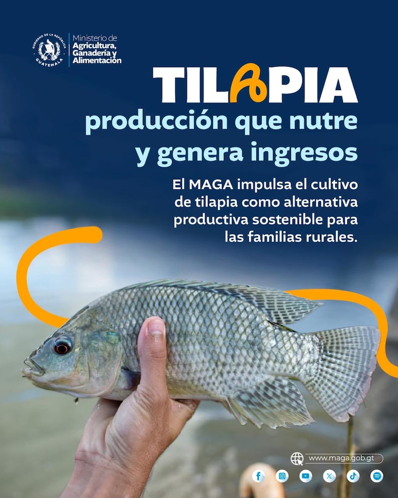 Tilapia.