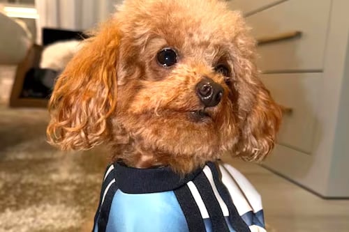 Abú, la perrita de Antonela Roccuzzo, conquista las redes previo al Mundial 2026