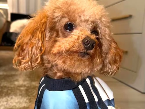 Abú, la perrita de Antonela Roccuzzo, conquista las redes previo al Mundial 2026