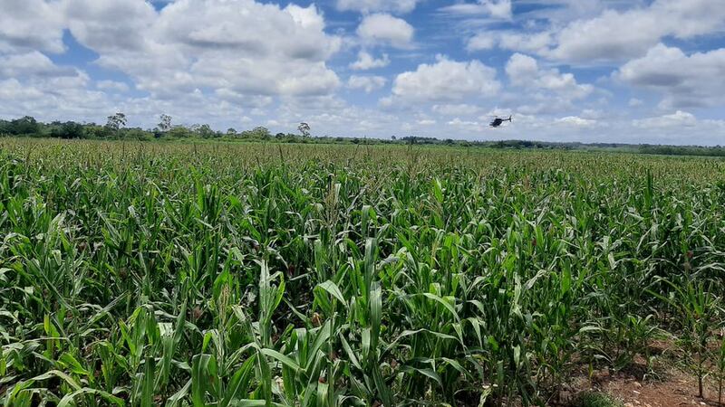 Declaran estado de emergencia por incremento de langosta voladora