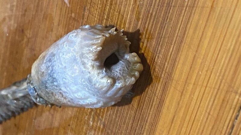 ¡Una criatura desconocida fue encontrada dentro de un lenguado!
