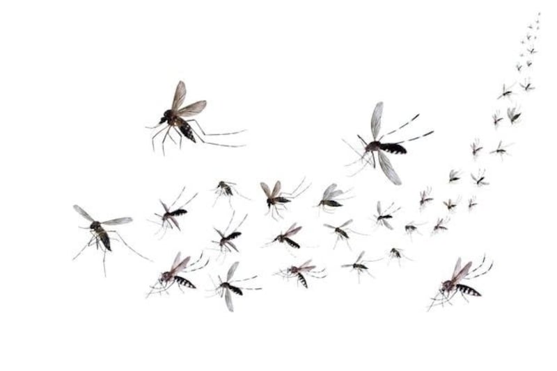 ¡Proteger a tu familia está en tus manos!
Durante la Semana de Acción contra los Mosquitos