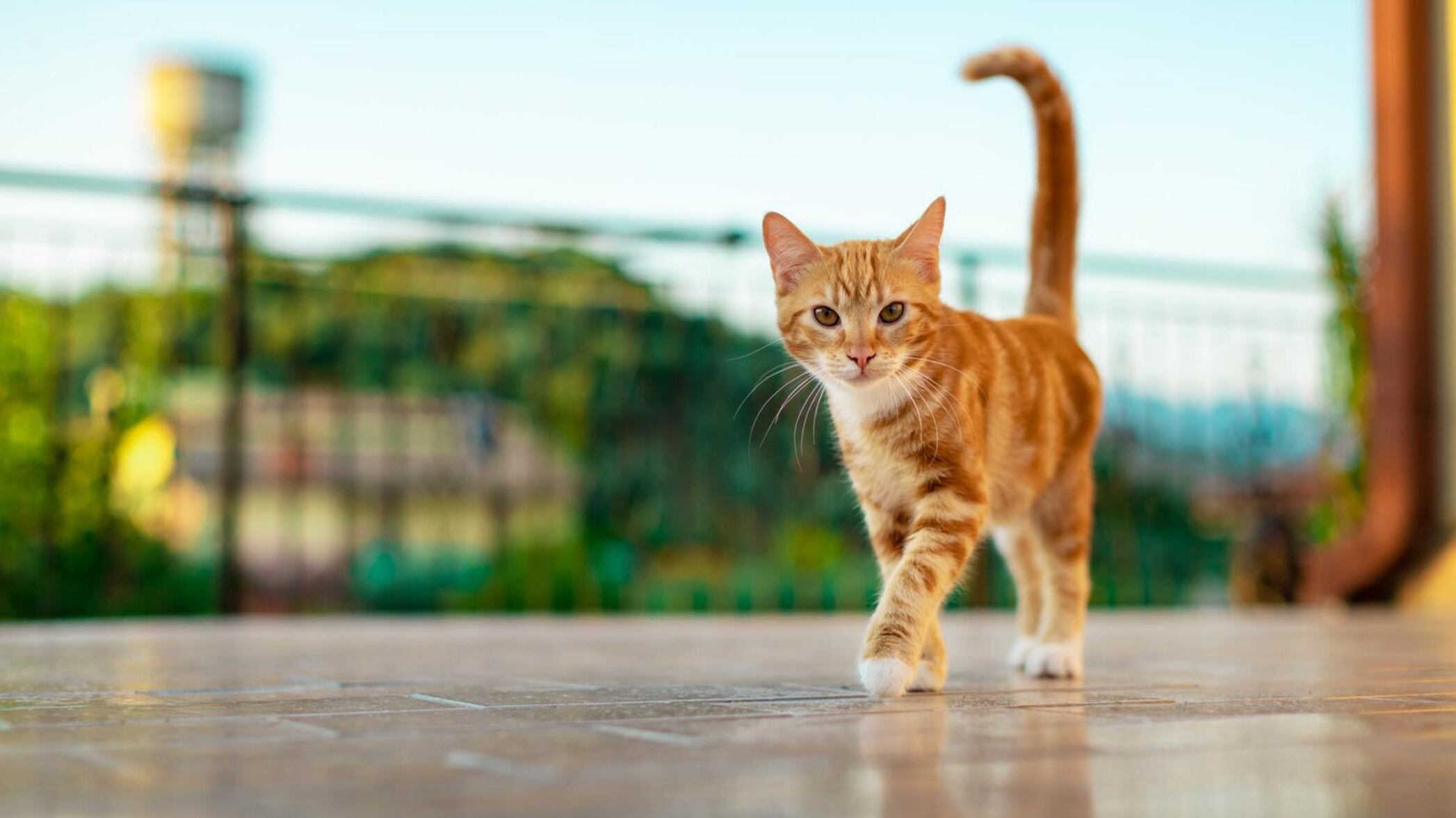 No te asustes si tu gato vomita ocasionalmente