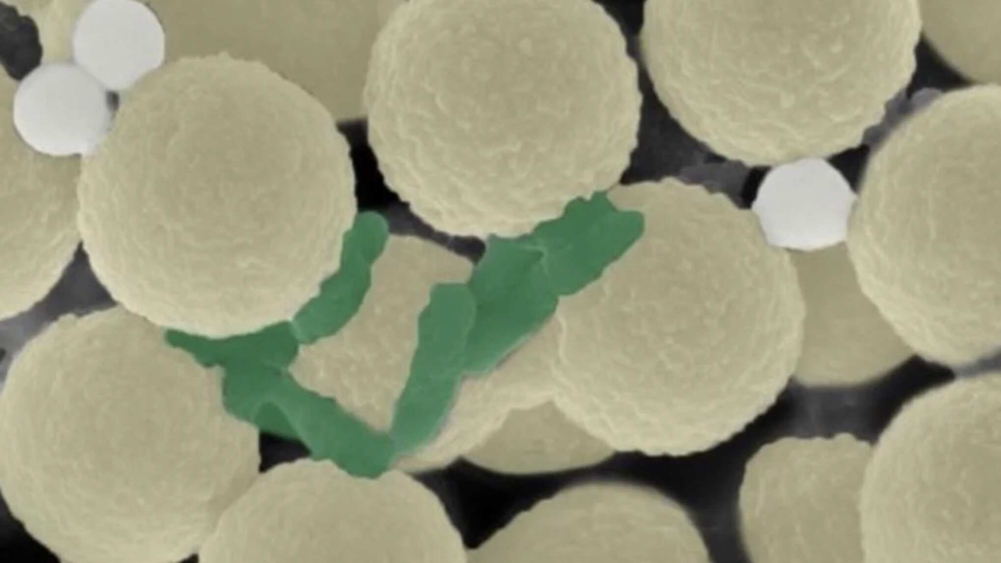 Enjambres de robots limpian microplásticos