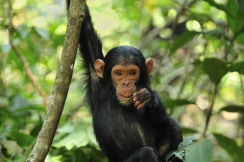 ¿Sabías que hoy se conmemora el Día Mundial del Chimpancé?