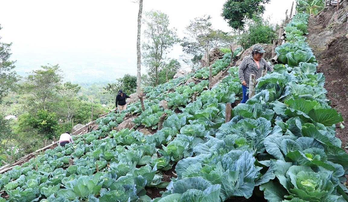 Autoridades alertan por riesgo de heladas en 17 departamentos de Guatemala