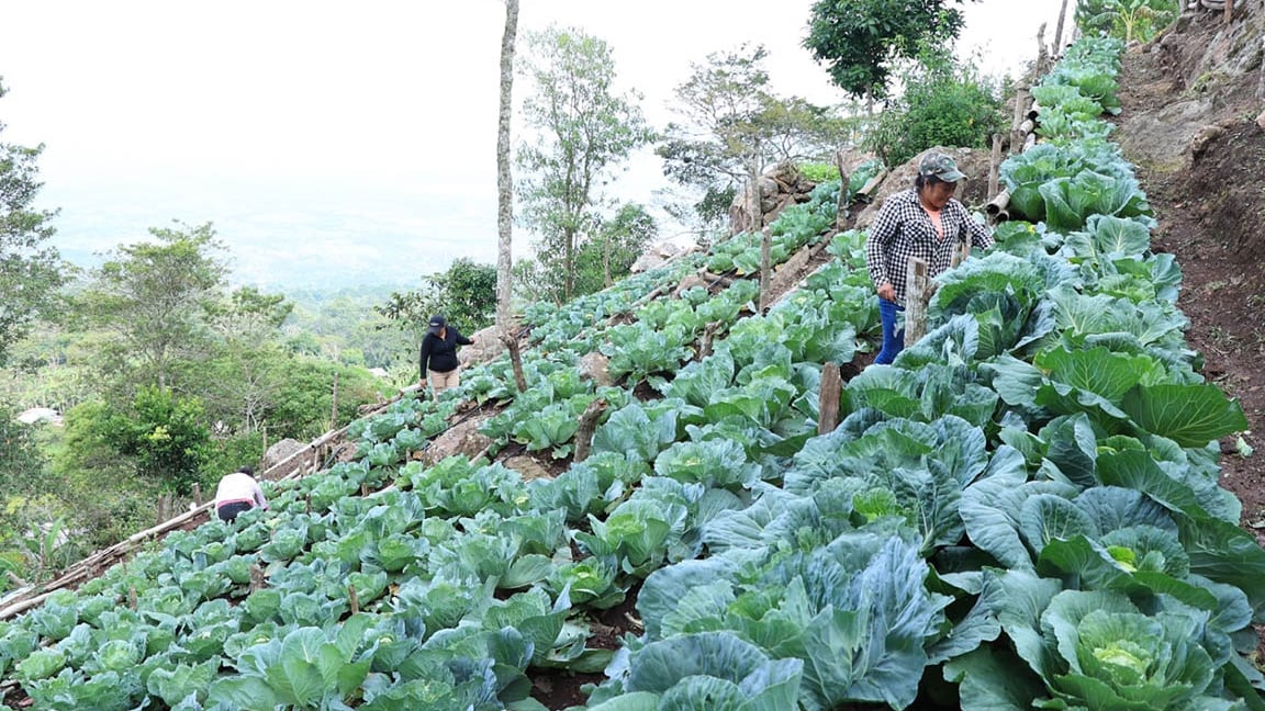 Plantación en la provincia de Guatemala.