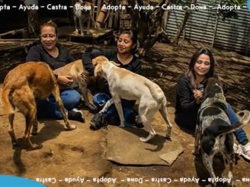 “Entiende Mi Silencio”: el refugio que cambia vidas