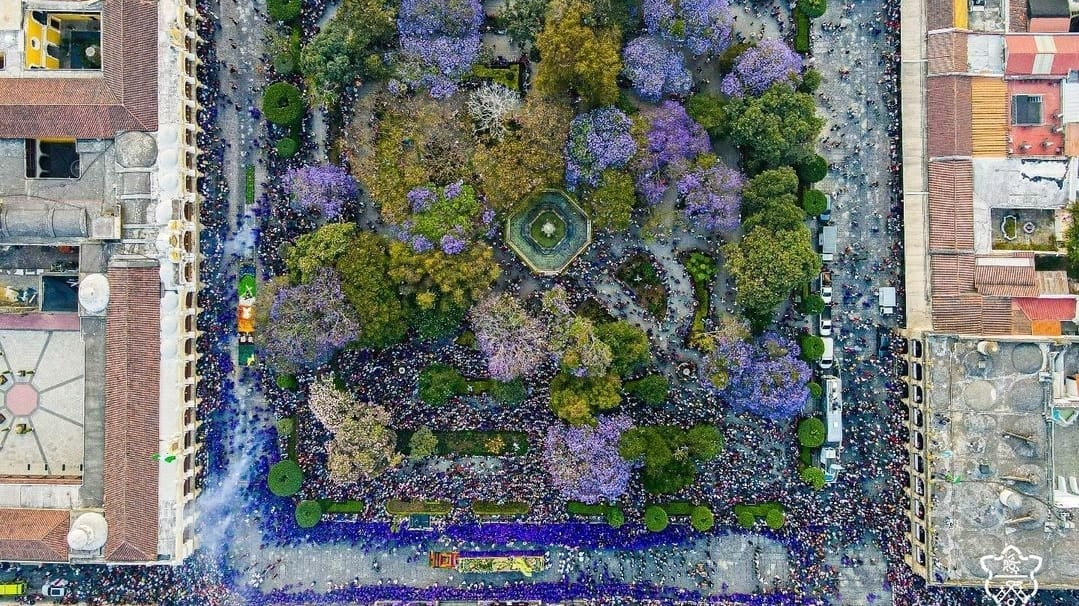 ¡Impresionante! Las jacarandas y los cortejos procesionales engalanaron la Antigua Guatemala