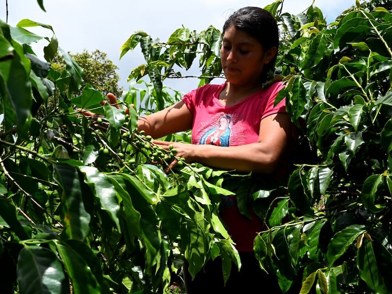 Anacafé presenta daños plantaciones de café por la lluvia