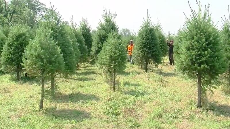 Empresa de árboles navideños en EE. UU. podría contratar a migrantes guatemaltecos