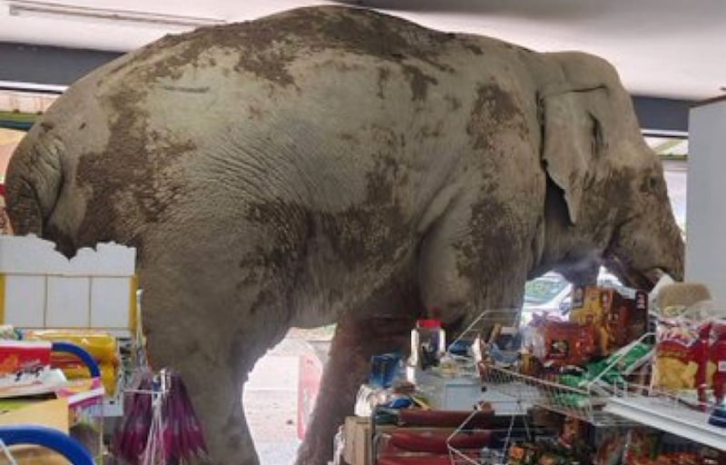 ¡Ni ladrón ni violento! Un elefante entró a una tienda en Tailandia, se llevó unas galletas de arroz y se fue tranquilamente.
Sí, todo quedó en video… y es viral.