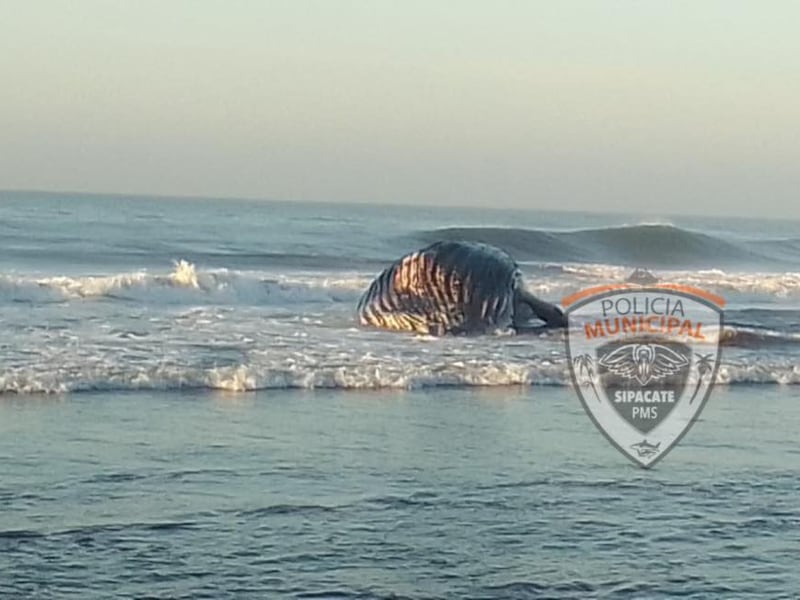 Vecinos encuentran a enorme ballena muerta en la playa de Sipacate