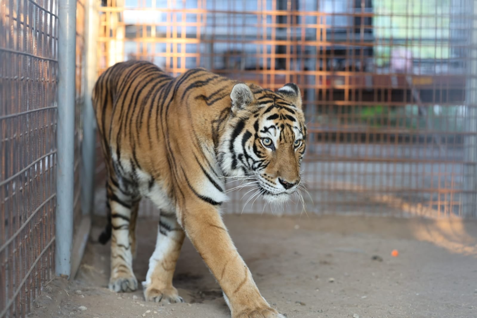 Descubren un tigre y un león en una casa en Guatemala durante un allanamiento