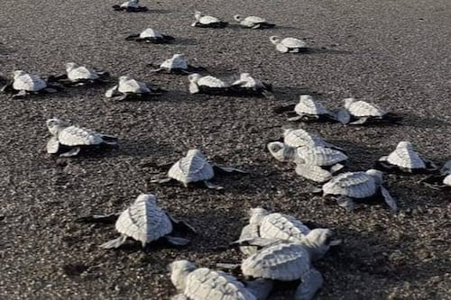 Esta Navidad, regala vida: únete a la liberación de tortugas