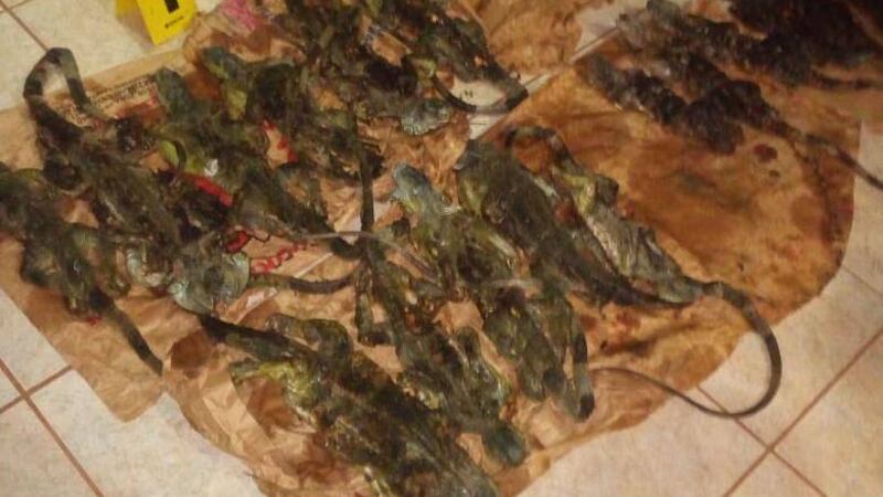 Capturan a un hombre que transportaba iguanas muertas para la venta