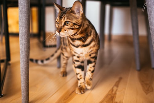 El lenguaje de los gatos: lo que dice su cola