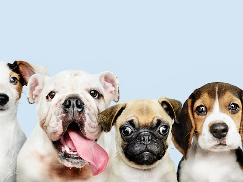 PetFest 2026 introduce en México un modelo de adopción donde los perros eligen a su familia