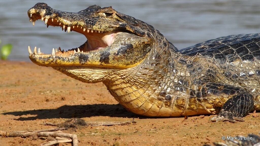 Fueron encontrados sin vida y despellejados. (Foto: Redes sociales)