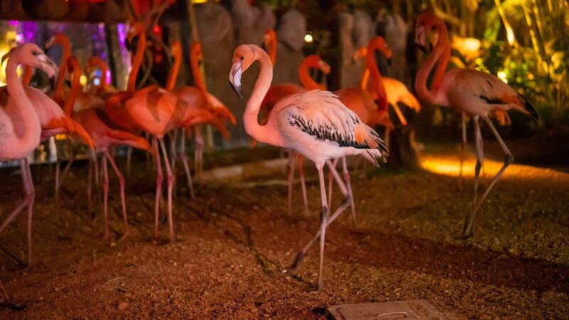 Zoológico La Aurora invita a disfrutar de las Noches de Luna Chapinas