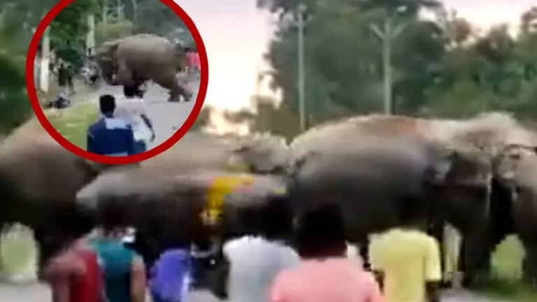 El suceso se registró en la India.