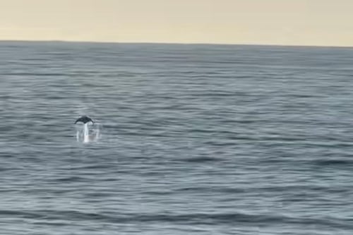 VIDEO. Así fue el avistamiento de mantarrayas en playa de Monterrico