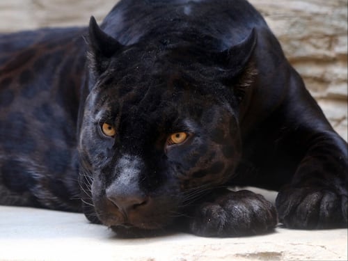 Desaparece jaguar melánico juvenil en San Juan Sacatepéquez