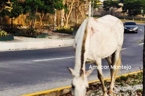 Alertan de caballo suelto en tráfico de bulevar Austriaco, zona 16
